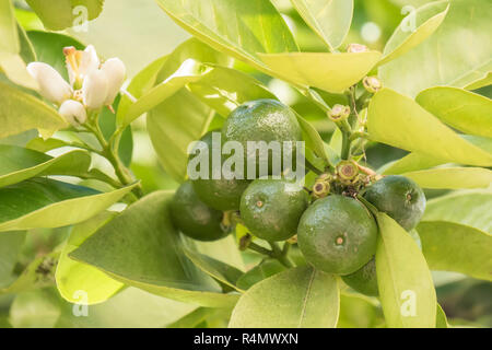 Acerbi orange crescente nella struttura ad albero Foto Stock