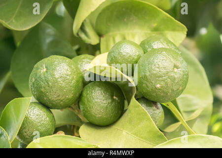 Acerbi orange crescente nella struttura ad albero Foto Stock