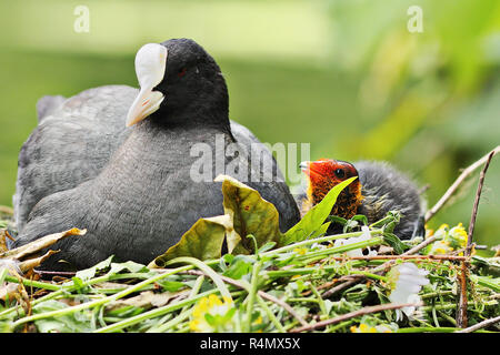 La folaga comune con ceci su nido ( fulica atra ) Foto Stock