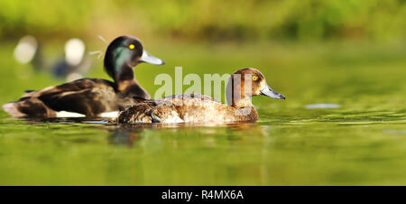 Coppia di anatre tufted nuoto insieme su stagno ( Aythya fuligula ) Foto Stock