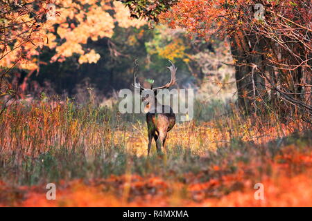 Daini buck in autunno bello e mite impostazione ( Dama Dama, animale selvatico che guarda verso la fotocamera ) Foto Stock