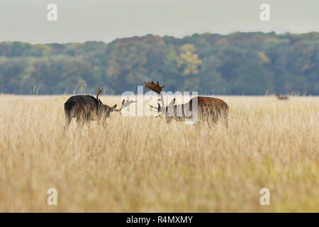 Daini bucks combattimenti in accoppiamento stagione ( Dama Dama ) Foto Stock