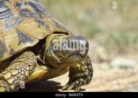 Il greco turtouise closeup, vista laterale del rettile in habitat naturale ( Testudo graeca ibera ) Foto Stock