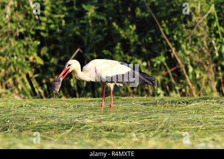 Fame cicogna bianca caccia rat ( Ciconia ciconia ) Foto Stock