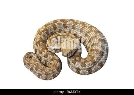 Macrovipera lebetina schweizeri, la Milos viper isolate su sfondo bianco, a piena lunghezza animale Foto Stock