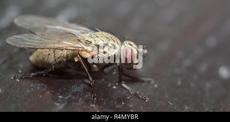 Mosca a macroistruzione Foto Stock