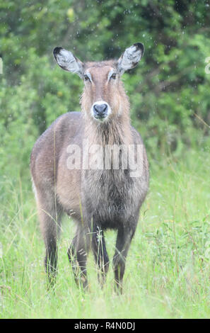 Female East African defassa Waterbuck (Kobus ellissiprymnus defassa). Parco Nazionale Queen Elizabeth, Parco Nazionale Uganda. Foto Stock