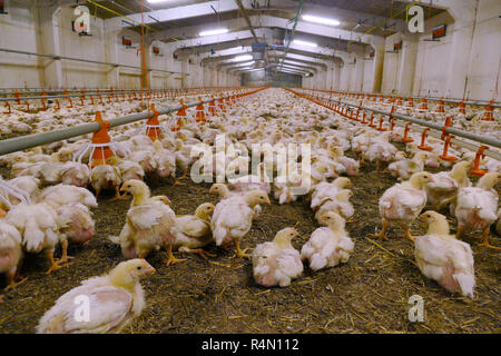 Polli da ingrasso in una moderna azienda agricola di pollame Foto Stock