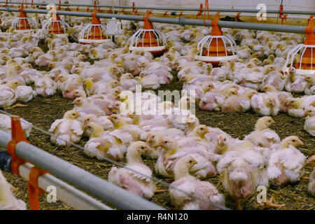 Polli da ingrasso in una moderna azienda agricola di pollame Foto Stock