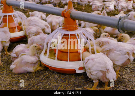 Polli da ingrasso in una moderna azienda agricola di pollame Foto Stock