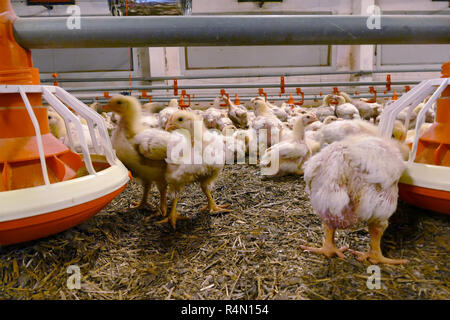 Polli da ingrasso in una moderna azienda agricola di pollame Foto Stock