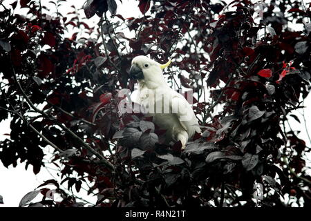 Zolfo Crested Cacatua appollaiato in un rosso susino Foto Stock