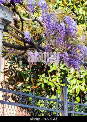 Fiori blu di boccola di glicine in giardino urbano Foto Stock