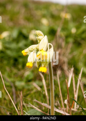 Bel colore giallo e verde Cowslip nel campo Foto Stock