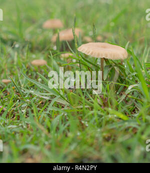 Vive ad umido di funghi in erba verde dopo la pioggia Foto Stock