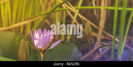Viola naturale Panorama Ninfea Foto Stock