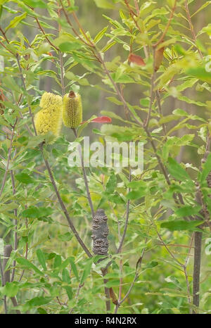 Nativi Australiani Banksia in fiore Foto Stock