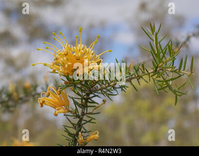 Australian golden millefiori molonglo Grevillea Foto Stock