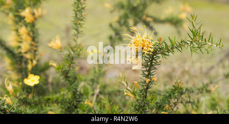 Australian golden millefiori Grevillea molonglo juniperine panorama Foto Stock