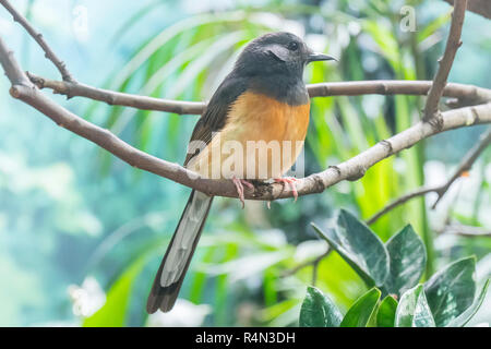 White-Rumped Shama in una succursale, turdidae Foto Stock