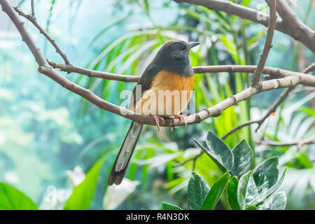 White-Rumped Shama in una succursale, turdidae Foto Stock