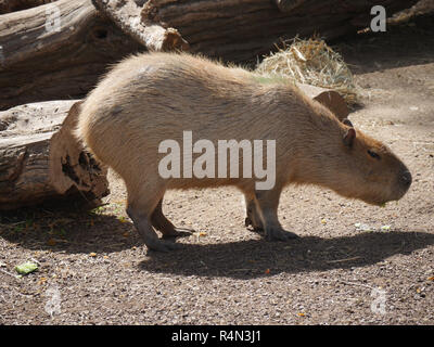 Capibara riposo sotto il sole Foto Stock
