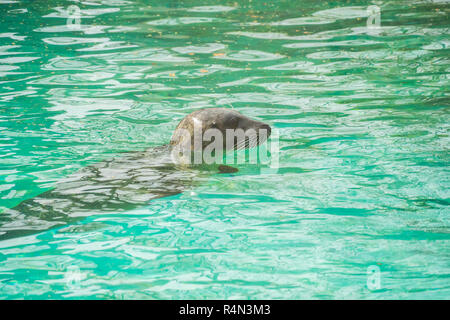 Guarnizione di tenuta in acqua con testa sporgente Foto Stock