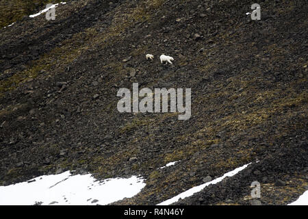 Gli orsi polari su Franz Joseph Land. Femmina con funny plump cub sull isola di NORTHBROOK. Foto Stock