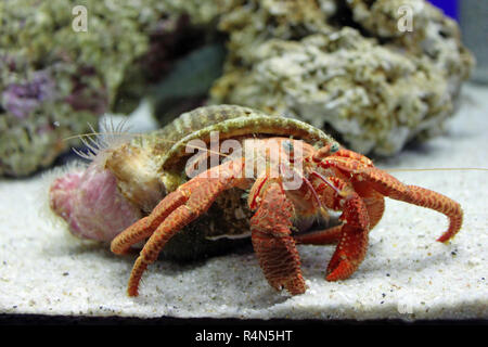 Il granchio eremita in una lumaca Guscio, Aquarium Foto Stock