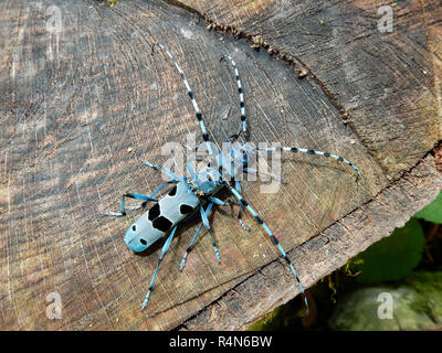 Alpine longhorn beetle (Rosalia alpina), protetto da un coleottero europeo Foto Stock