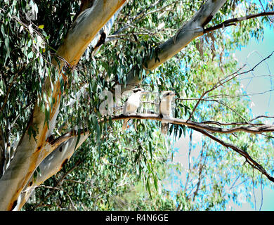 Due kookaburras su un ramo Foto Stock