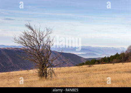 Albero solitario senza foglie sul campo di erba secca sulle alture del Monte Vecchio e distante, misty strati di montagna Foto Stock