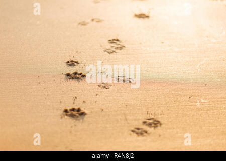 Pawprints cane nella sabbia Foto Stock