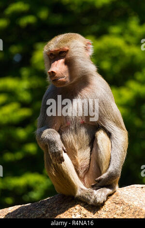 Babbuino (Papio hamadryas) femmina, seduti su una roccia, Zoo di Hellabrunn, Monaco di Baviera, Baviera, Germania, Europa. Foto Stock