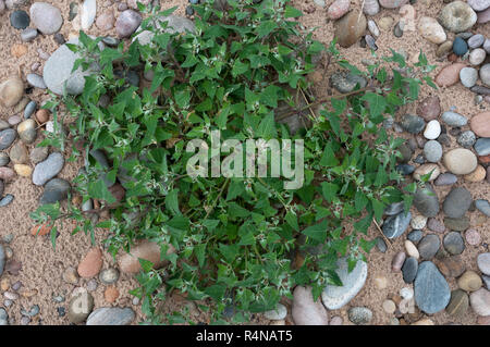 Spear-lasciava Orache (Atriplex prostrata) su una spiaggia scozzese Foto Stock