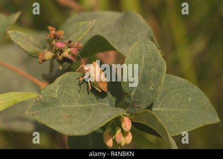 Vista macro di marrone Stink Bug. Foto Stock