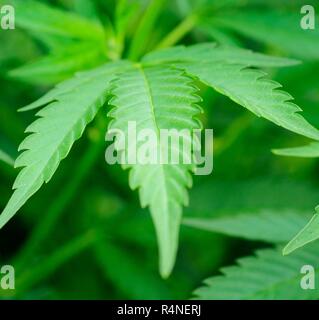 Foglie di Cannabis Foto Stock