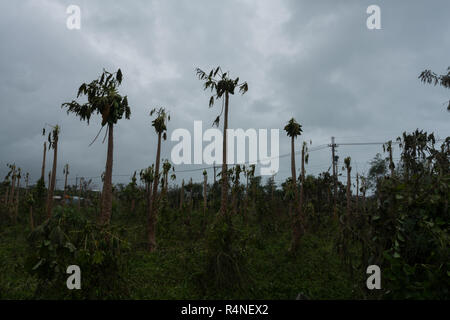 Il tifone Morakot danni piantagione di papaia in Ji'an Township, Hualien come colpisce la costa orientale di Taiwan in Agosto 8, 2009 Foto Stock