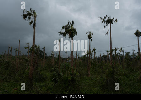 Il tifone Morakot danni piantagione di papaia in Ji'an Township, Hualien come colpisce la costa orientale di Taiwan in Agosto 8, 2009 Foto Stock