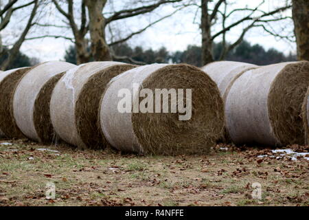 Le balle di fieno sono state arrotolate ordinatamente su questa fattoria. Foto Stock