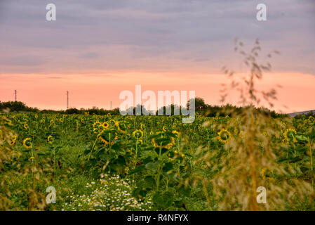 Campo di erba a Alba, girasoli e spike la mattina presto del sole Foto Stock