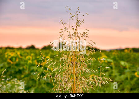 Campo di erba a Alba, girasoli e spike la mattina presto Foto Stock