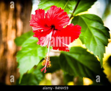 Un fiore di ibisco rosso è illuminato di contro luce davanti a un tronco d'albero scuro e foglie verdi nel giardino del campo, Pacuare, Costa Rica. Foto Stock