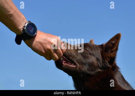 Ritratto di un australian kelpie cane con il salvataggio del sistema di cavi del cane Foto Stock