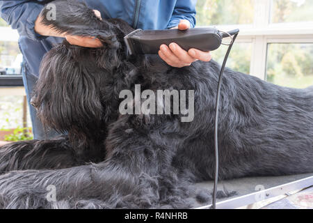 Apertura di toelettatura del gigante nero Schnauzer cane Foto Stock