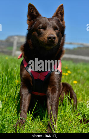 Ritratto di un australian kelpie cane con il salvataggio del sistema di cavi del cane Foto Stock