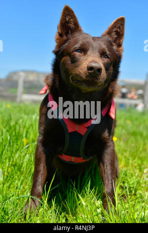Ritratto di un australian kelpie cane con il salvataggio del sistema di cavi del cane Foto Stock