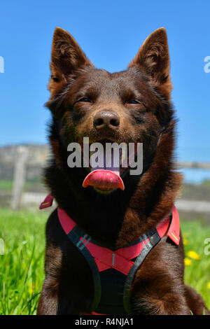 Ritratto di un australian kelpie cane con il salvataggio del sistema di cavi del cane Foto Stock