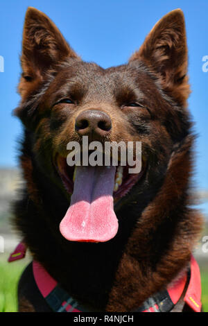 Ritratto di un australian kelpie cane con il salvataggio del sistema di cavi del cane Foto Stock