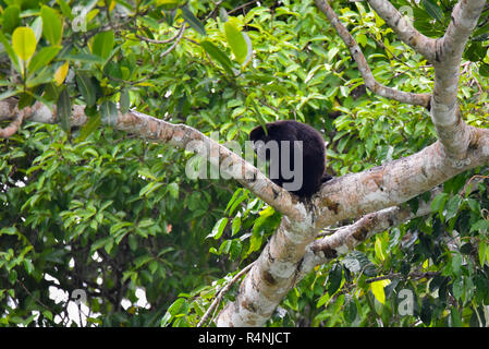 Nero scimmia urlatrice, genere Alouatta monotypic nella sottofamiglia Alouattinae, uno dei più grandi del Nuovo Mondo scimmie, poggia su una succursale nel suo habitat. Foto Stock